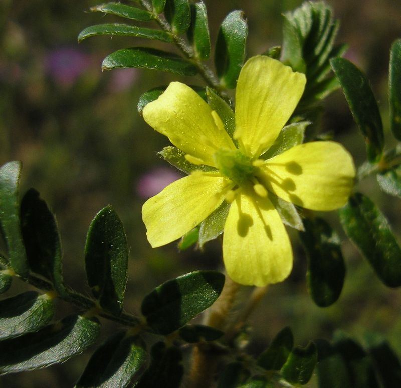 Изображение особи Tribulus terrestris.