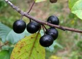 Frangula alnus