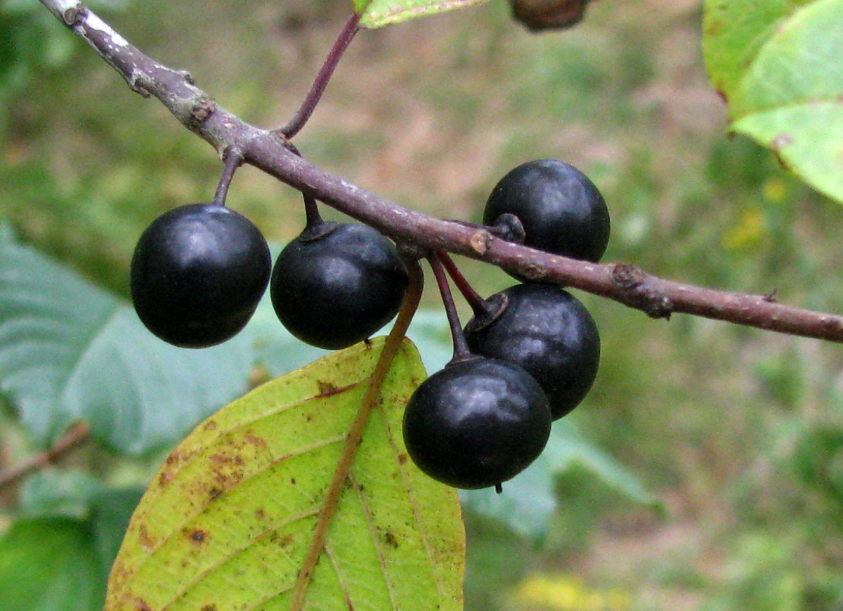 Image of Frangula alnus specimen.