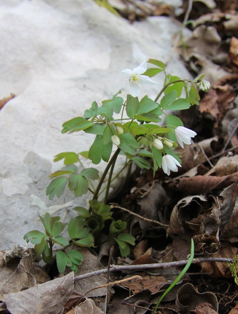 Изображение особи Isopyrum thalictroides.