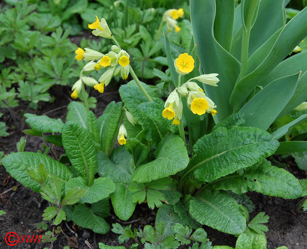 Image of Primula macrocalyx specimen.