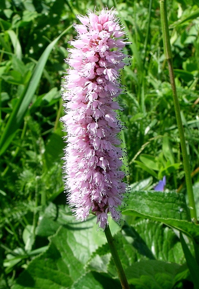 Image of Bistorta officinalis specimen.