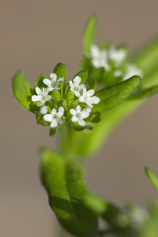 Изображение особи Valerianella locusta.