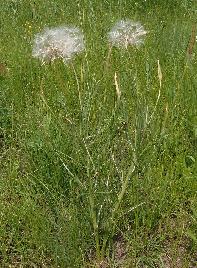 Image of Tragopogon podolicus specimen.