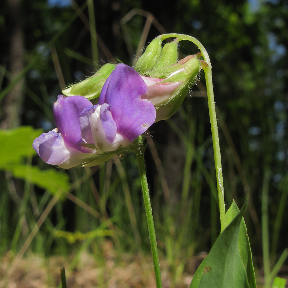 Image of Lathyrus laxiflorus specimen.