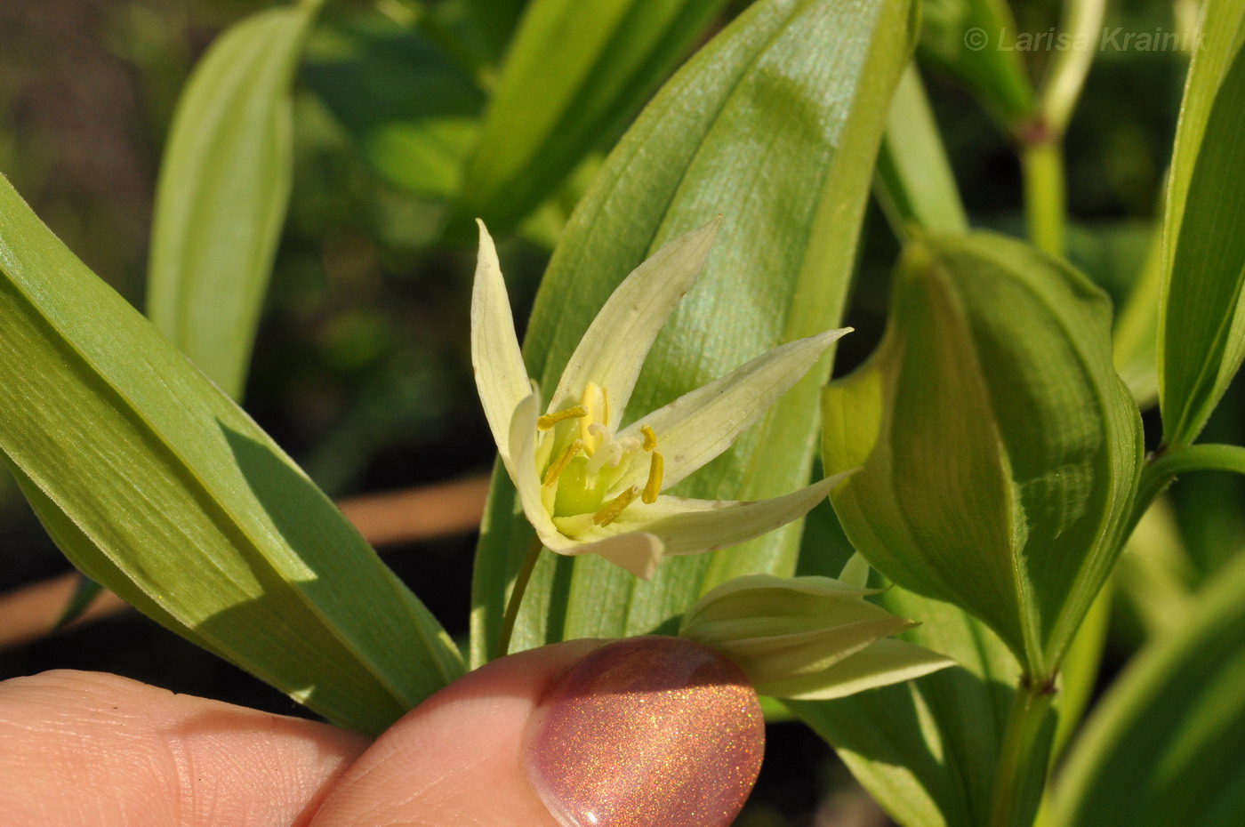 Изображение особи Disporum smilacinum.