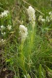 Asphodeline taurica