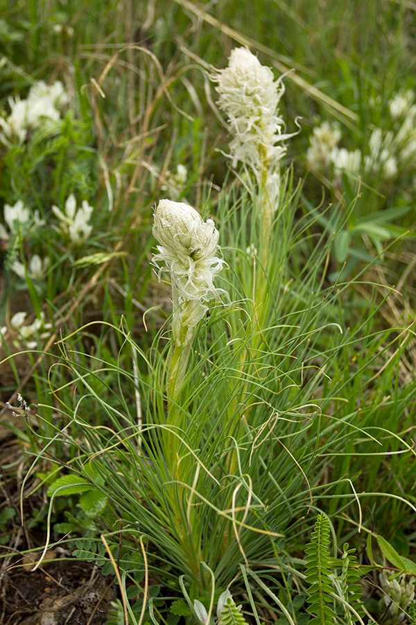 Image of Asphodeline taurica specimen.