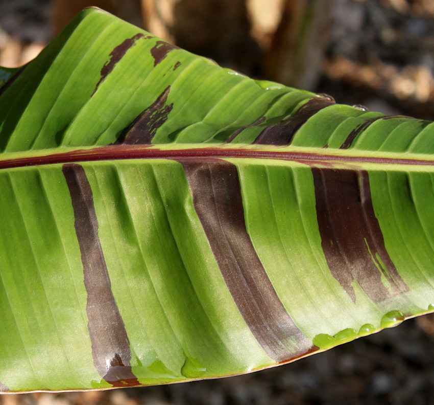 Image of Musa basjoo specimen.