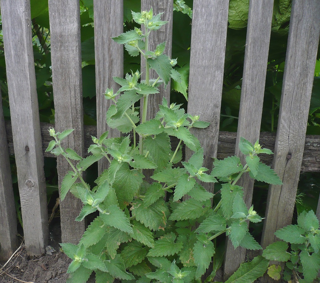 Image of Nepeta cataria specimen.