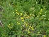 Medicago falcata