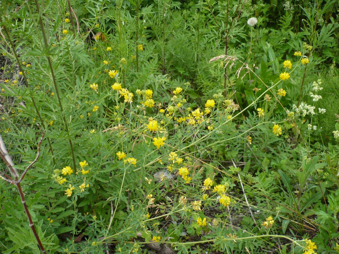 Image of Medicago falcata specimen.