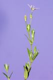 Stellaria crassifolia