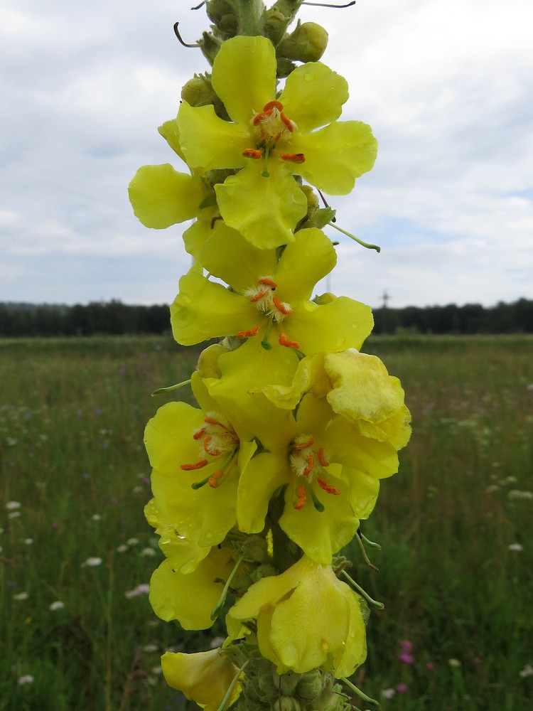Image of Verbascum phlomoides specimen.