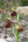 Ophrys mammosa subspecies caucasica. Соцветие (длина - 5 см). Краснодарский край, м/о город-курорт Анапа, окр. с. Варваровка, опушка дубово-грабового леса. 30 апреля 2013 г.