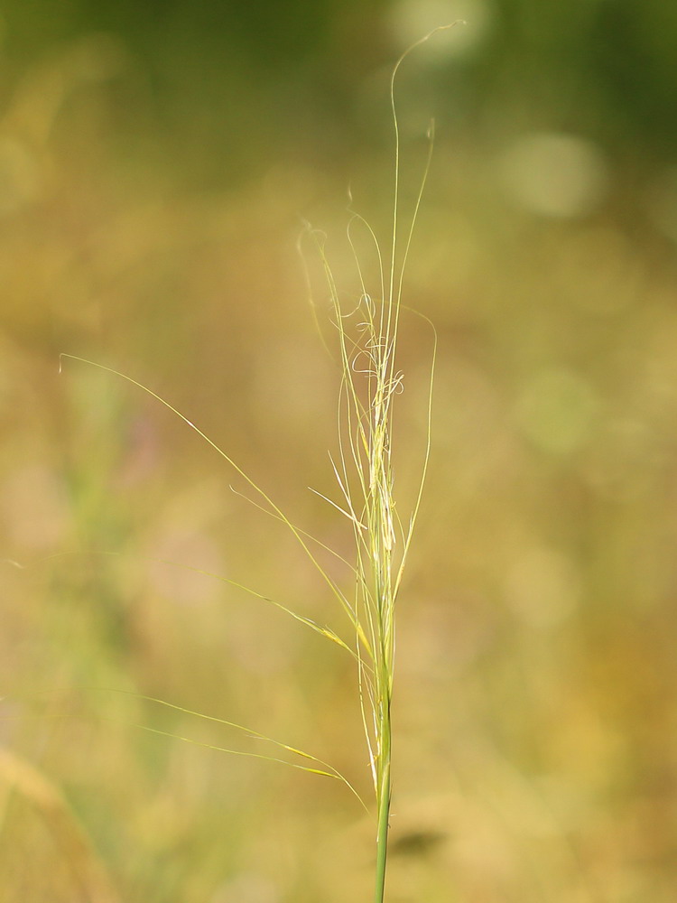 Изображение особи Stipa capillata.