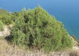 Juniperus foetidissima. Молодое дерево. Краснодарский край, м/о г. Новороссийск, окр. пос. Абрау, юго-восточный склон горы Круглая, можжевеловое редколесье. 19.07.2014.