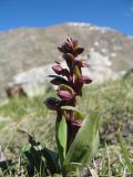 Dactylorhiza viridis. Цветущее растение. Казахстан, Заилийский Алатау в окр. Алматы, р-н Космостанции, 3100 м н.у.м. 21 июня 2013 г.