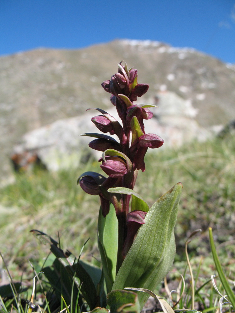 Изображение особи Dactylorhiza viridis.