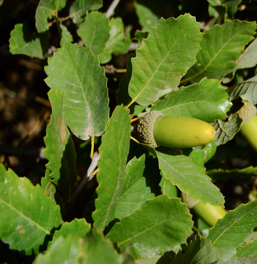 Изображение особи Quercus boissieri.