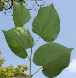Cercis chinensis. Верхняя часть побега (у листьев видна их нижняя сторона). Германия, г. Дюссельдорф, Ботанический сад университета. 03.06.2014.