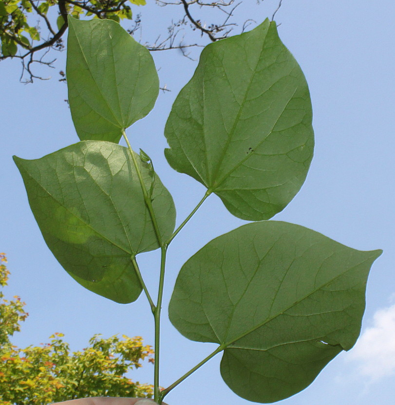Image of Cercis chinensis specimen.