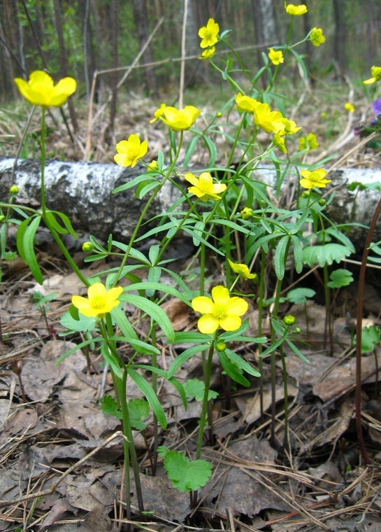 Изображение особи Ranunculus monophyllus.