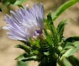 Stokesia laevis