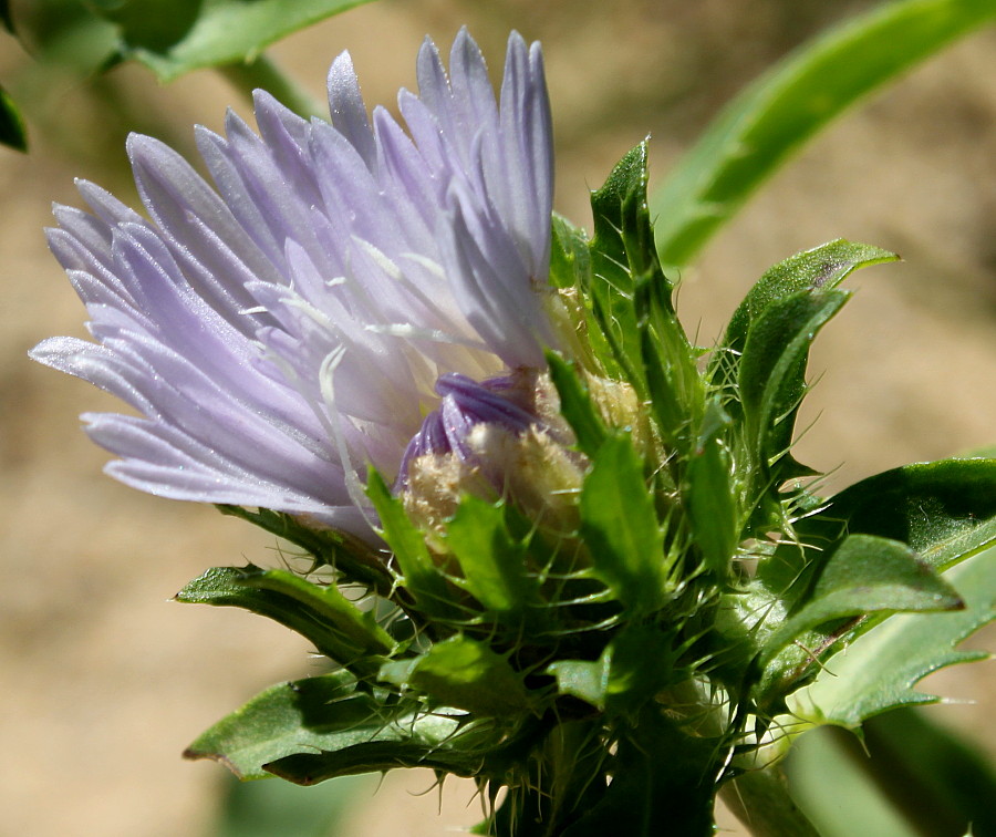 Изображение особи Stokesia laevis.