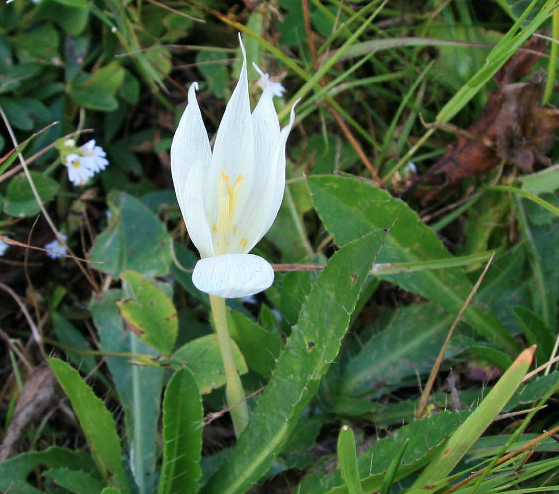 Image of Crocus vallicola specimen.