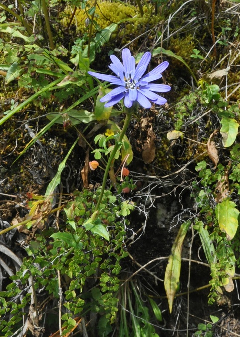 Image of Perezia pungens specimen.