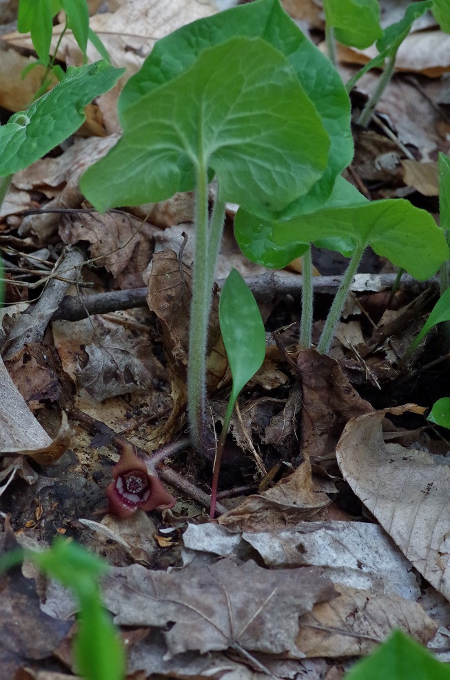 Изображение особи Asarum canadense.