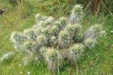 Austrocylindropuntia floccosa. Вегетирующее растение. Перу, Анды, археологический памятник Тамбомачай. 14 марта 2014 г.