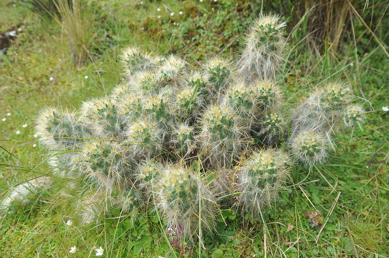 Изображение особи Austrocylindropuntia floccosa.