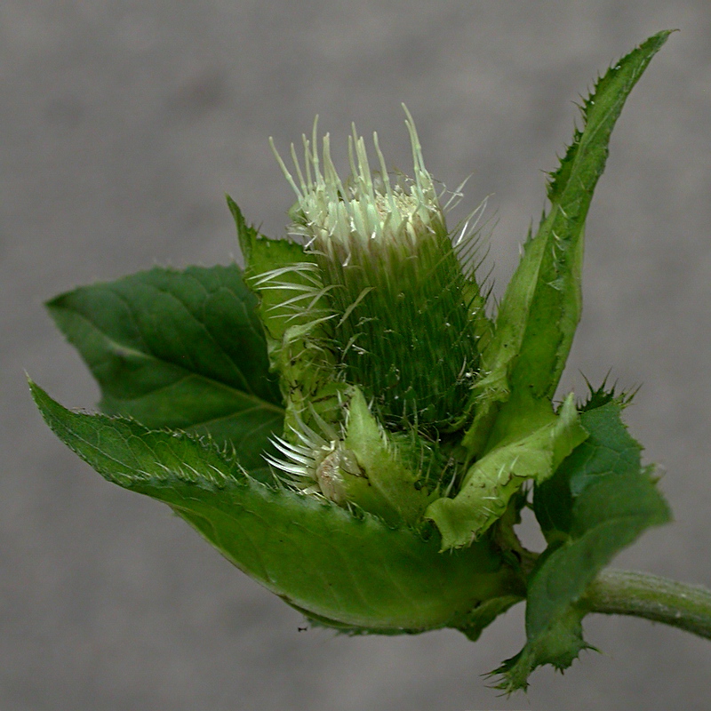 Изображение особи Cirsium oleraceum.