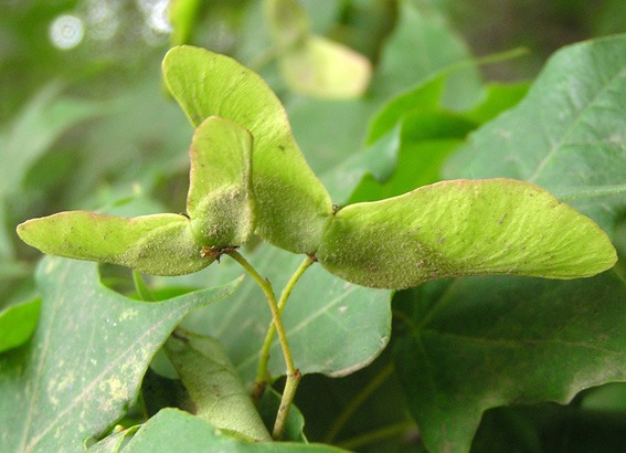 Image of Acer mono specimen.