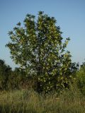 Fraxinus excelsior. Плодоносящее дерево на остепнённом лугу у бровки склона долины р. Ворсклы. Белгородская обл., пос. Борисовка. 01.07.2009.