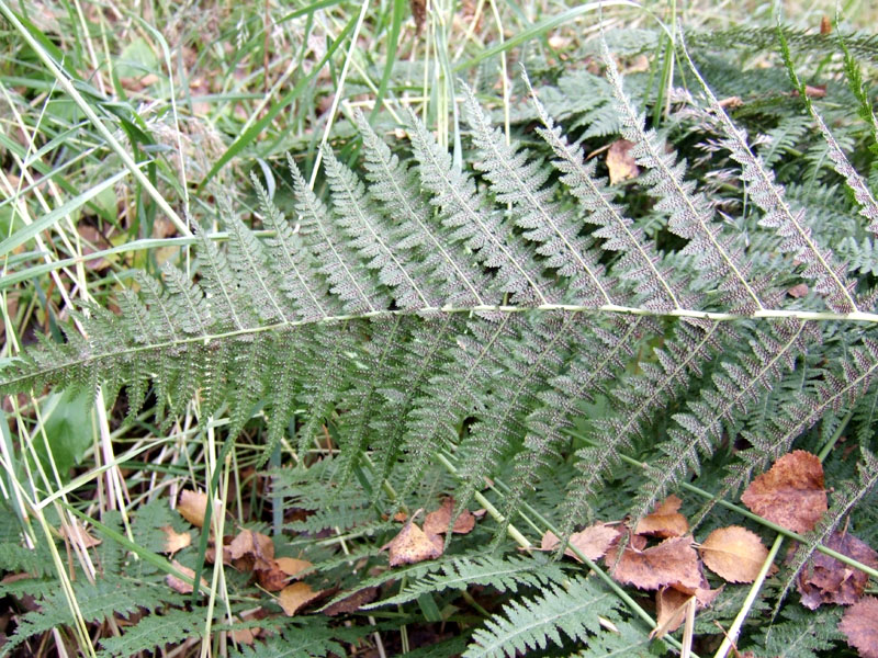 Изображение особи Athyrium filix-femina.