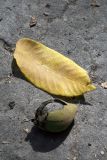 Juglans ailanthifolia. Опавший листочек и плод. Узбекистан, Узбекистан, г. Ташкент, Ботанический сад им. Ф.Н. Русанова, 21.09.2009.