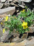 Dasiphora fruticosa. Цветущее растение. Иркутская обл., Бодайбинский р-н, скалистый борт руч. Каменного. 7.07.2008.
