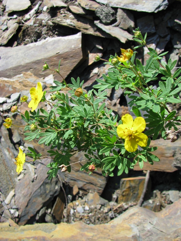 Image of Dasiphora fruticosa specimen.