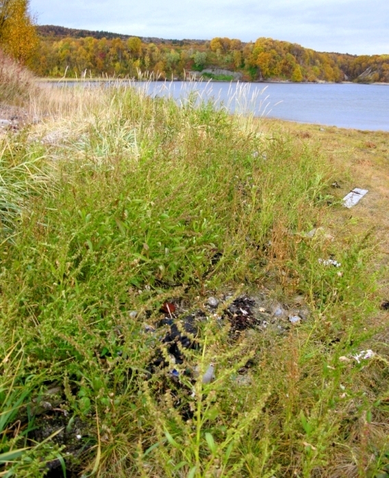 Image of Atriplex nudicaulis specimen.