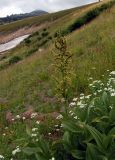 Veratrum lobelianum. Цветущее растение на горном лугу. Алтайский край, Змеиногорский р-н, пос. Андреевский. 16 августа 2008 г.