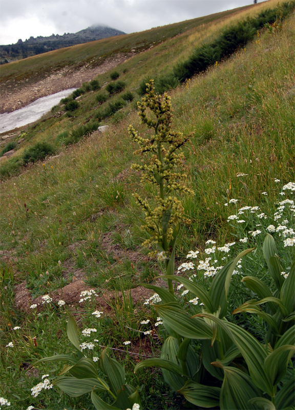 Изображение особи Veratrum lobelianum.