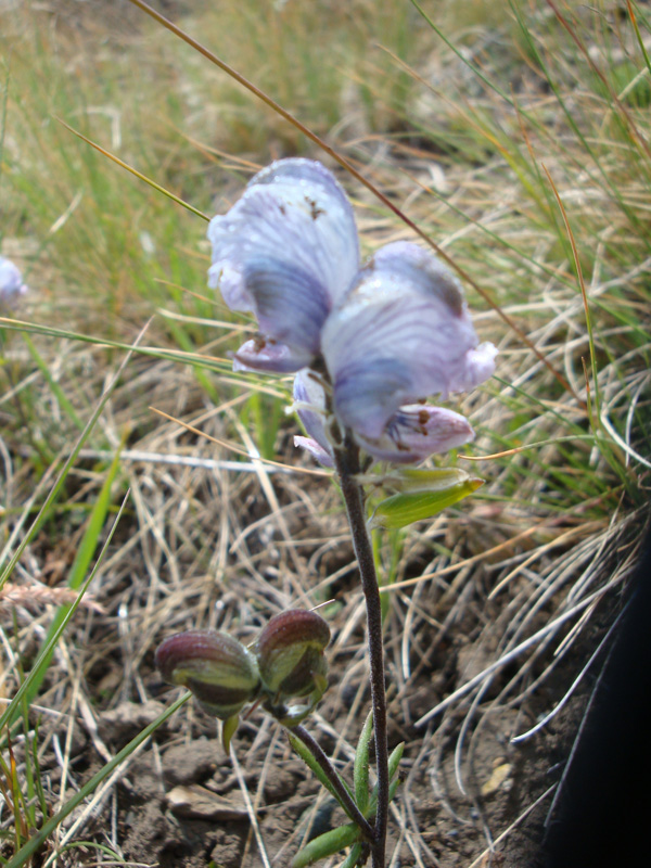 Image of Aconitum rotundifolium specimen.