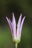 Allium pseudowinklerianum