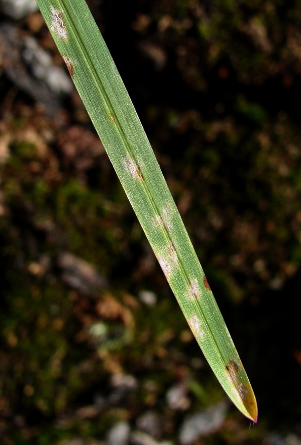 Image of Poa pratensis specimen.
