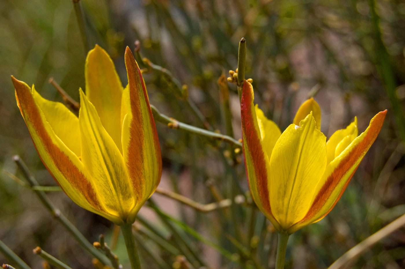 Image of Tulipa tetraphylla specimen.