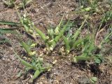 Trigonella gladiata. Плодоносящие растения. Западный Крым, г. Саки, берег Сакского озера. 23 мая 2015 г.