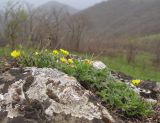 Potentilla sphenophylla. Цветущее растение. Краснодарский край, м/о г. Геленджик, хр. Коцехур, гора Шахан, склон горы. 18.04.2015.